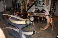 Ivory waiting to be mounted