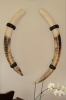 Elephant Hair Bracelet Tusk Holders