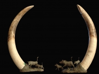 Warthog Family Tusk Holder in clay